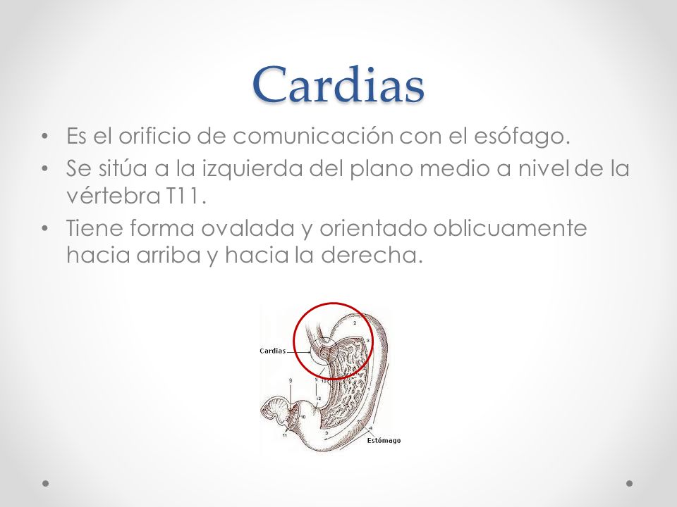 Cardias Es el orificio de comunicación con el esófago.