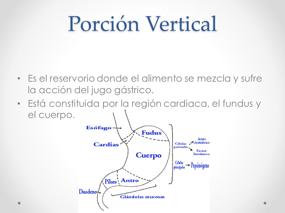 Porción Vertical Es el reservorio donde el alimento se mezcla y sufre la acción del jugo gástrico.