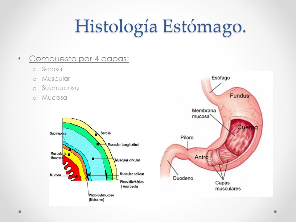 Histología Estómago. Compuesta por 4 capas: Serosa Muscular Submucosa