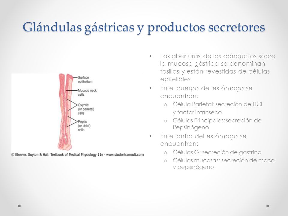 Glándulas gástricas y productos secretores