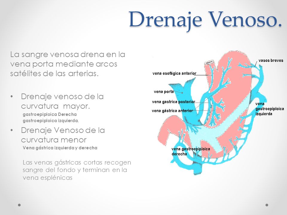 Drenaje Venoso. La sangre venosa drena en la vena porta mediante arcos satélites de las arterias. Drenaje venoso de la curvatura mayor.