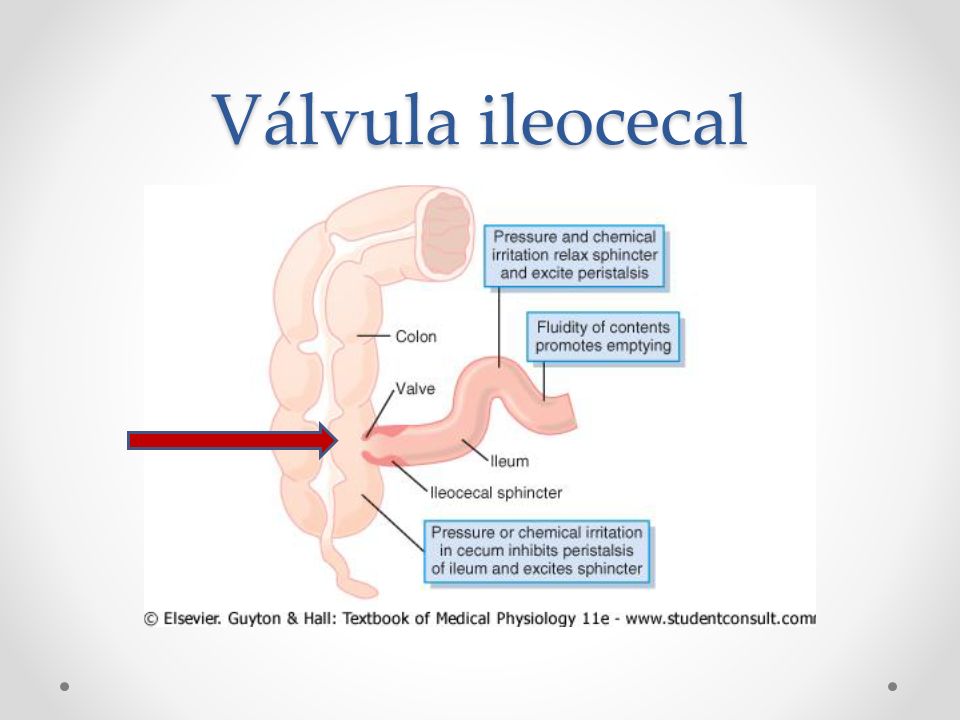 Válvula ileocecal La función de la válvula iliocecal es evitar el reflujo del contenido fecal del colon hacia el intestino delgado.