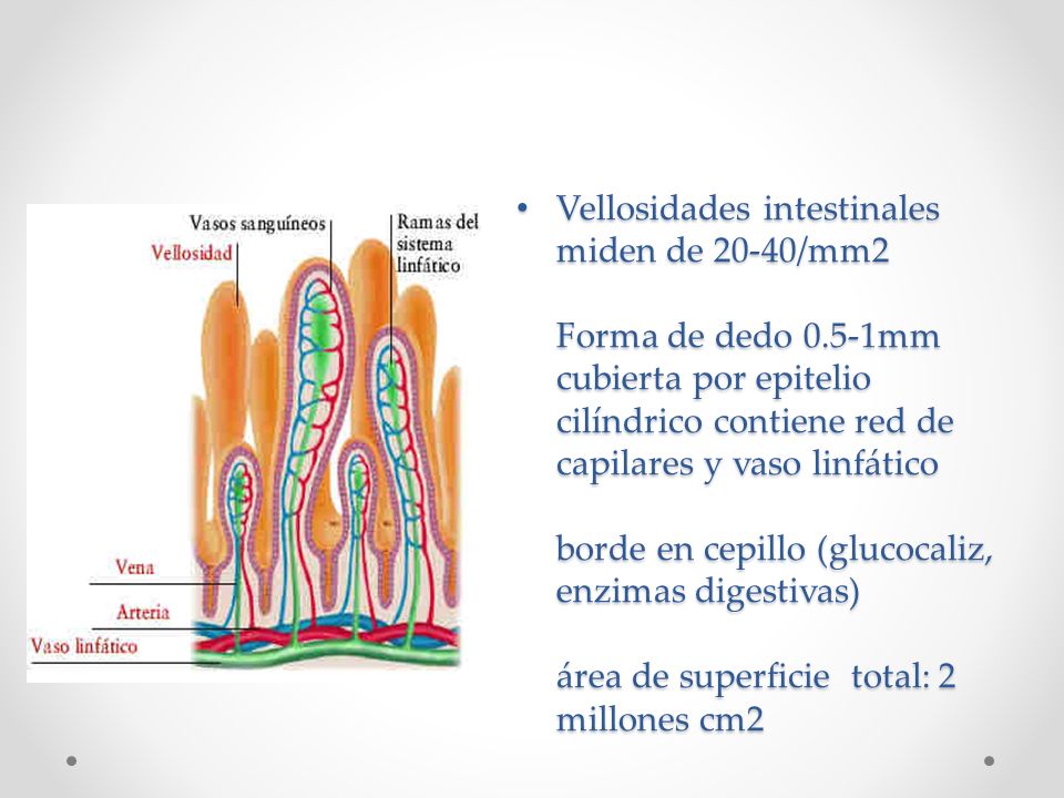 Vellosidades intestinales miden de 20-40/mm2 Forma de dedo 0