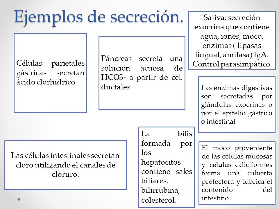Ejemplos de secreción. Saliva: secreción exocrina que contiene agua, iones, moco, enzimas ( lipasas lingual, amilasa) IgA. Control parasimpático.