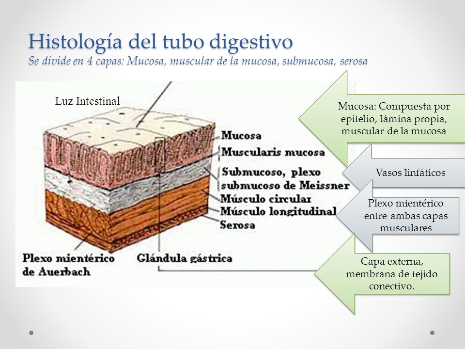 Histología del tubo digestivo Se divide en 4 capas: Mucosa, muscular de la mucosa, submucosa, serosa