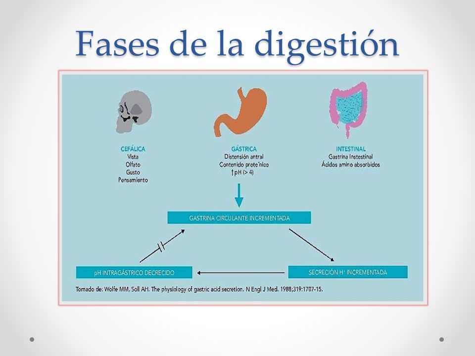 Fases de la digestión La fase cefálica se inicia desde la vista, olfato o gusto de los alimentos e inician los reflejos gastrointestinales.