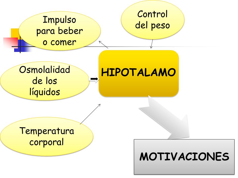 HIPOTALAMO MOTIVACIONES Control del peso Impulso para beber o comer