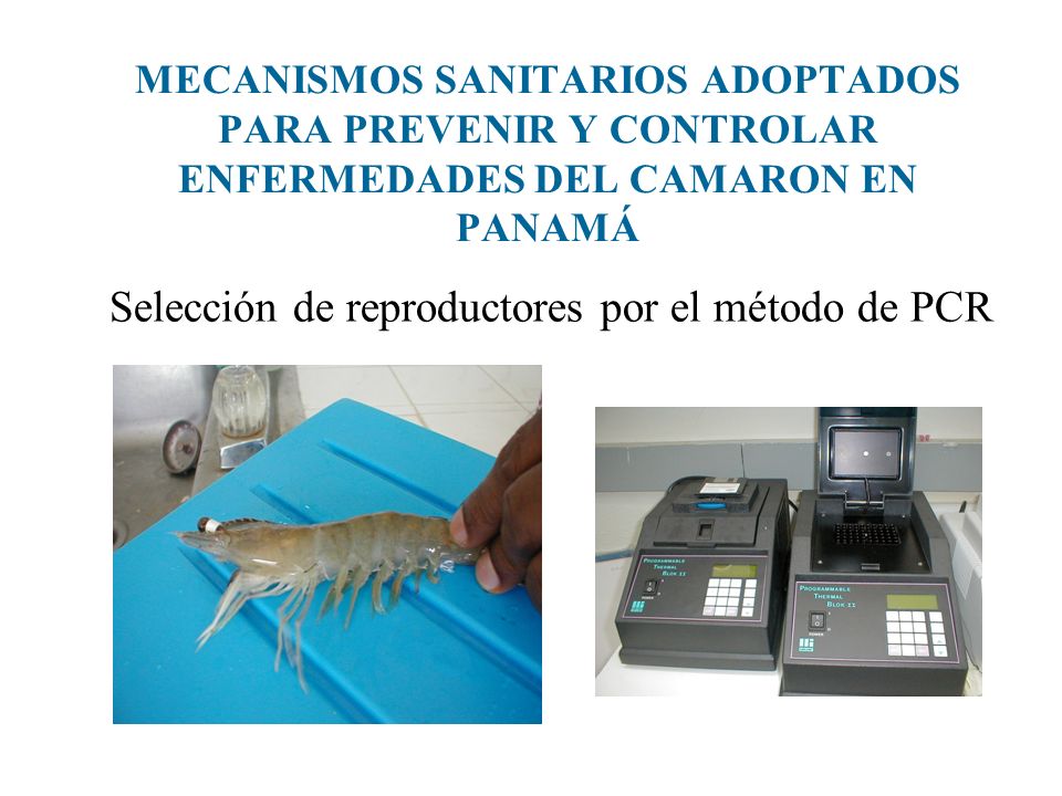 Selección de reproductores por el método de PCR