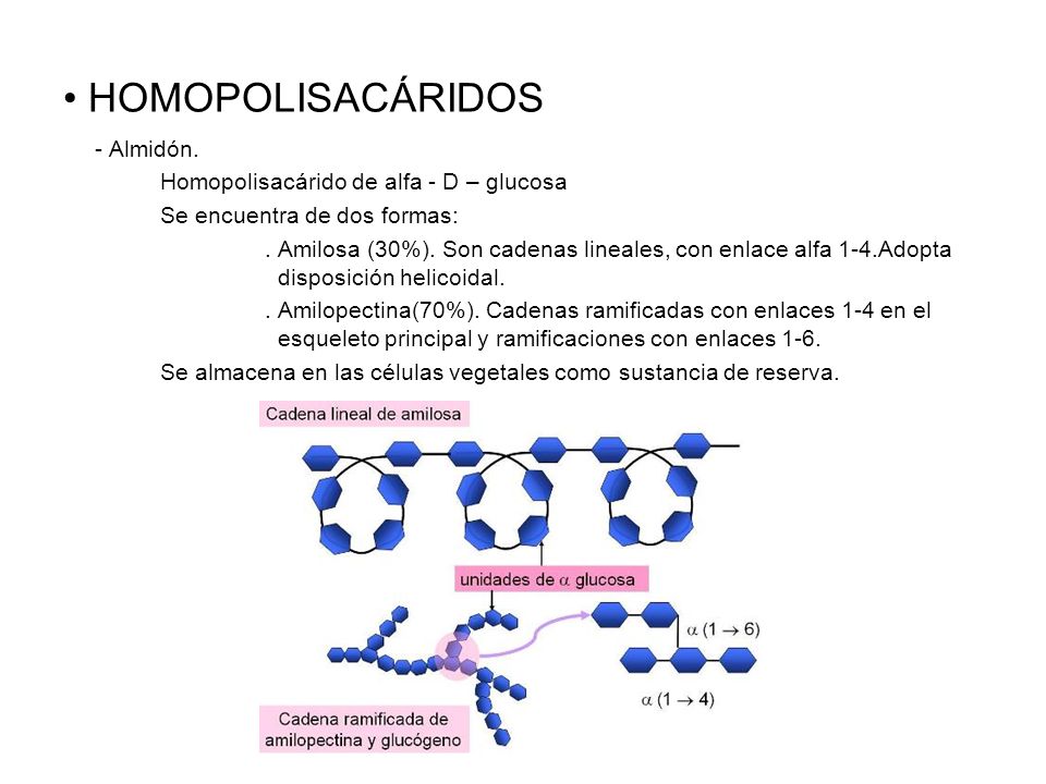 HOMOPOLISACÁRIDOS - Almidón. Homopolisacárido de alfa - D – glucosa