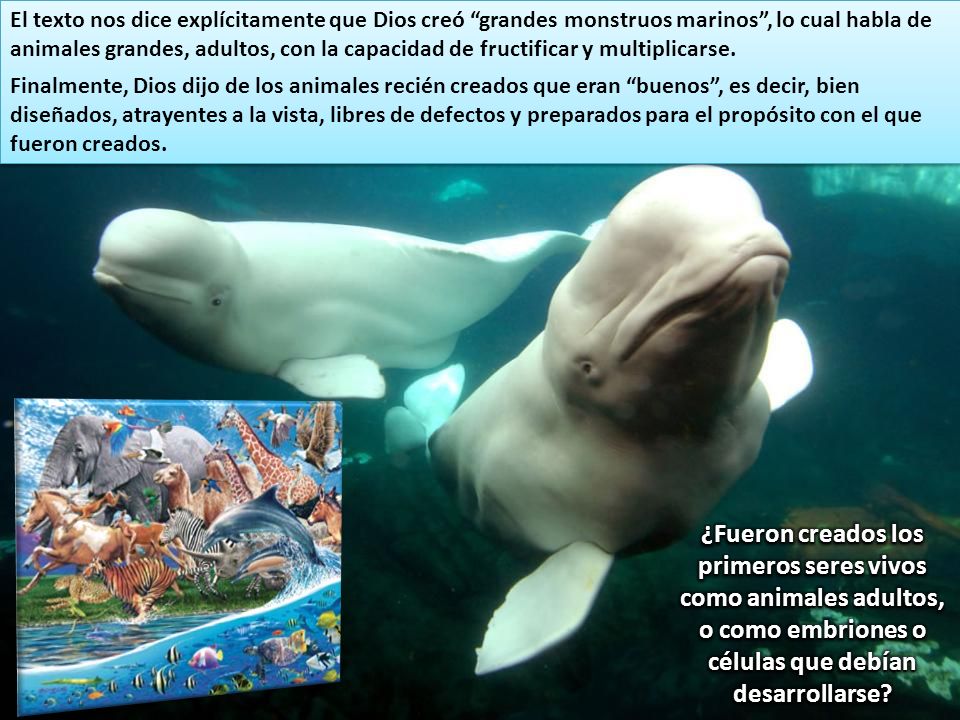El texto nos dice explícitamente que Dios creó grandes monstruos marinos , lo cual habla de animales grandes, adultos, con la capacidad de fructificar y multiplicarse.