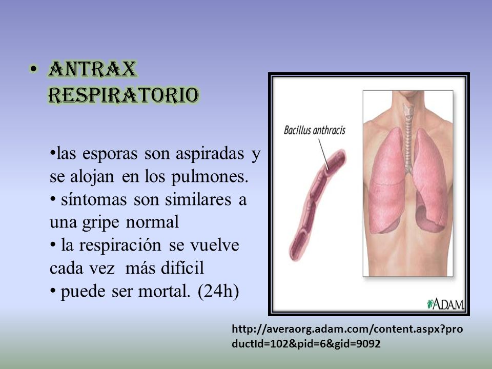 ANTRAX RESPIRATORIO las esporas son aspiradas y se alojan en los pulmones. síntomas son similares a una gripe normal.