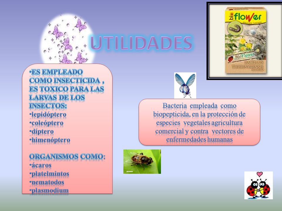 UTILIDADES ES EMPLEADO COMO INSECTICIDA , ES TOXICO PARA LAS LARVAS DE LOS INSECTOS: lepidóptero. coleóptero.