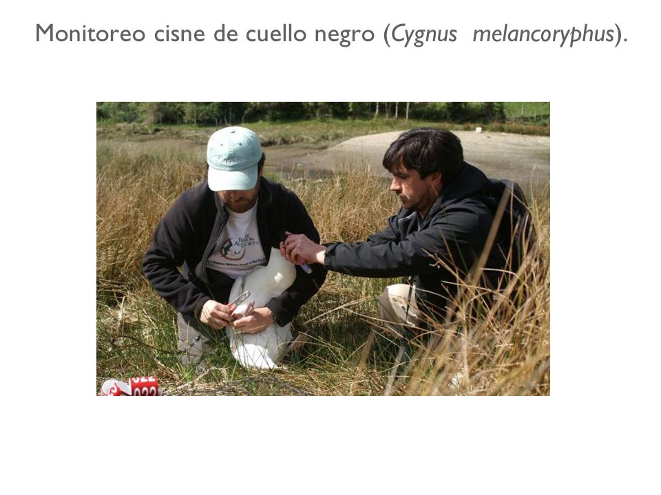 Monitoreo cisne de cuello negro (Cygnus melancoryphus).