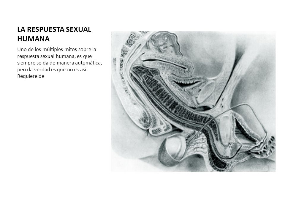 LA RESPUESTA SEXUAL HUMANA