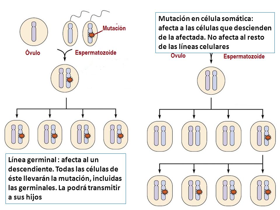 Mutación en célula somática: afecta a las células que descienden de la afectada. No afecta al resto de las líneas celulares