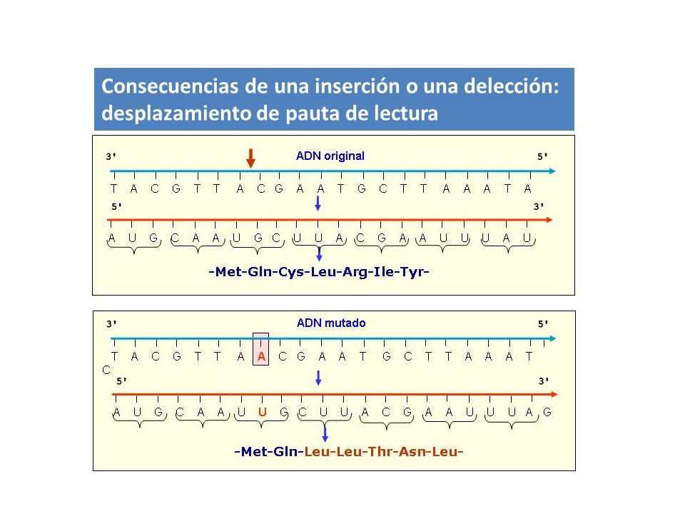 Consecuencias de una inserción o una delección: desplazamiento de pauta de lectura
