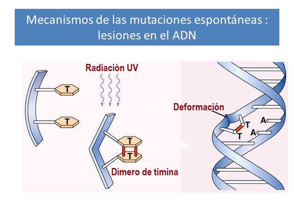 Mecanismos de las mutaciones espontáneas : lesiones en el ADN