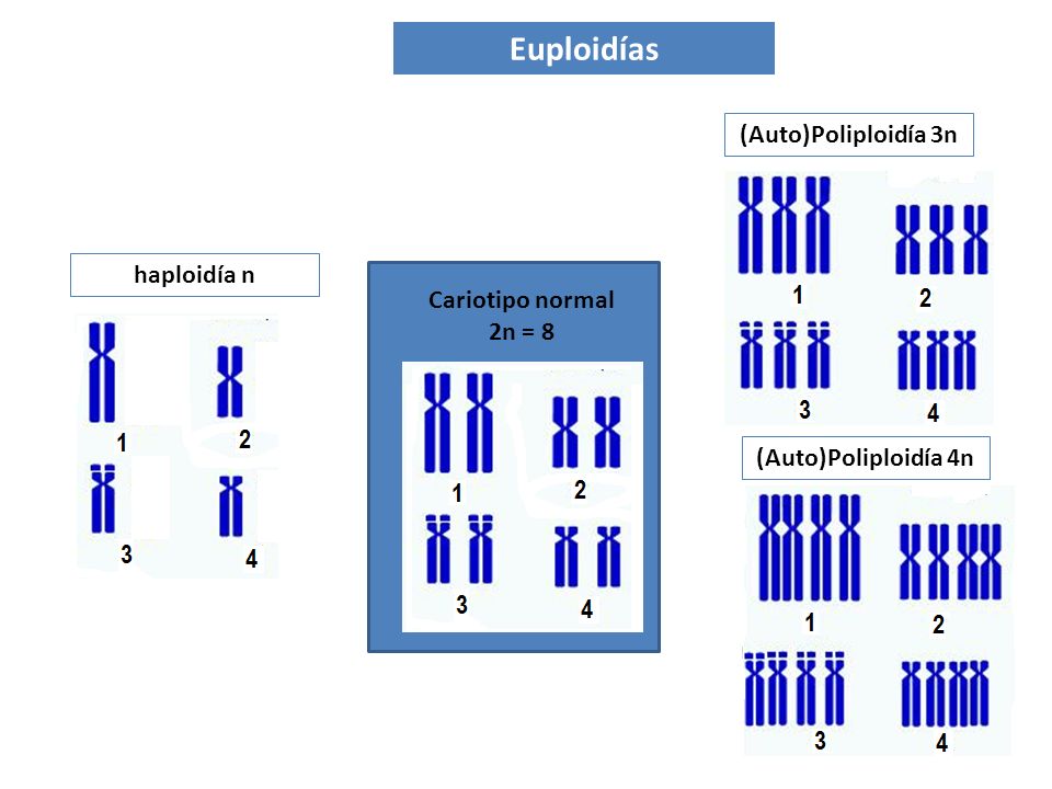 Euploidías (Auto)Poliploidía 3n haploidía n Cariotipo normal 2n = 8