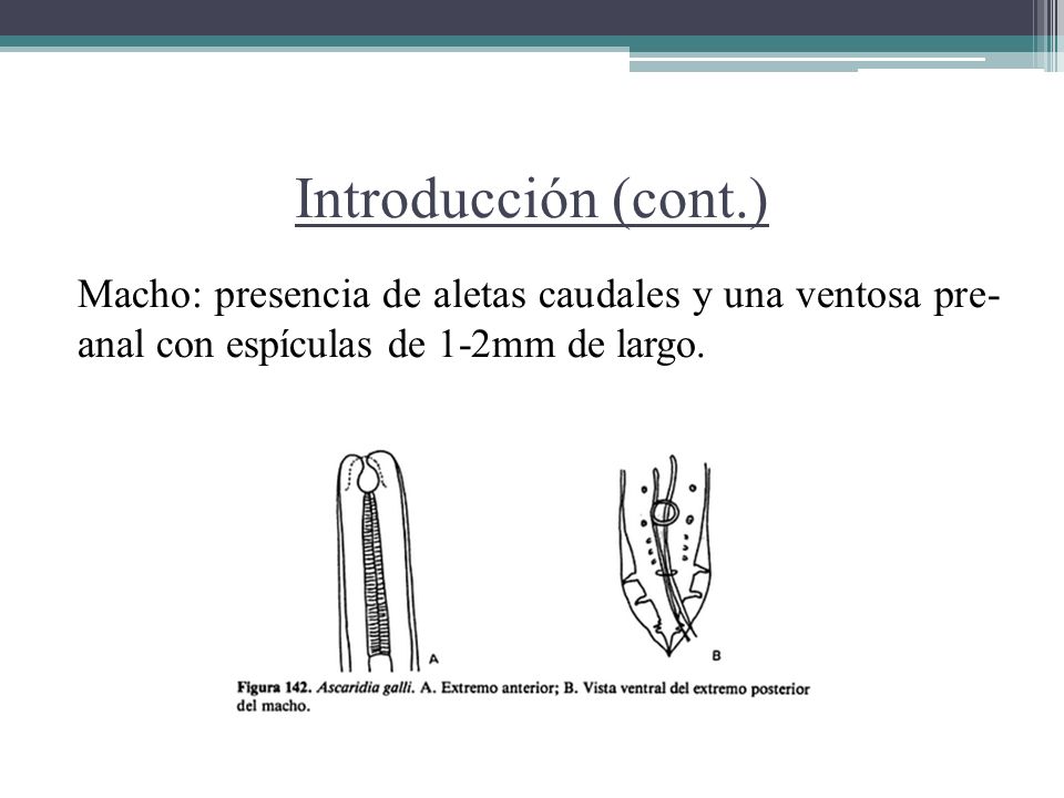 Introducción (cont.) Macho: presencia de aletas caudales y una ventosa pre- anal con espículas de 1-2mm de largo.