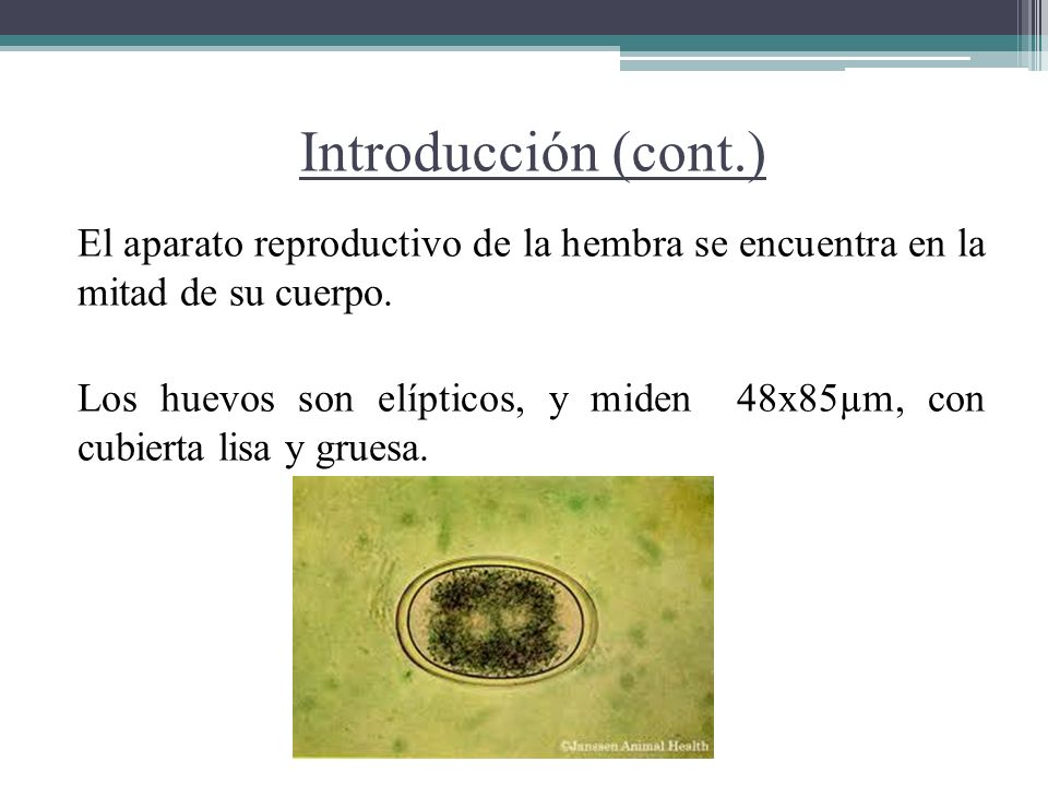 Introducción (cont.) El aparato reproductivo de la hembra se encuentra en la mitad de su cuerpo.