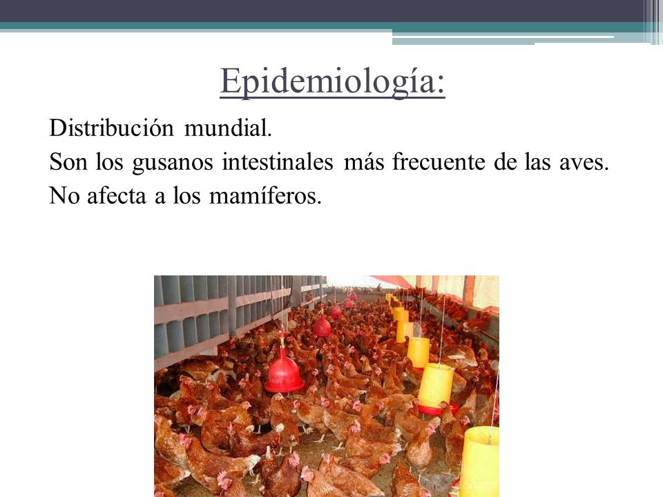 Epidemiología: Distribución mundial. Son los gusanos intestinales más frecuente de las aves.