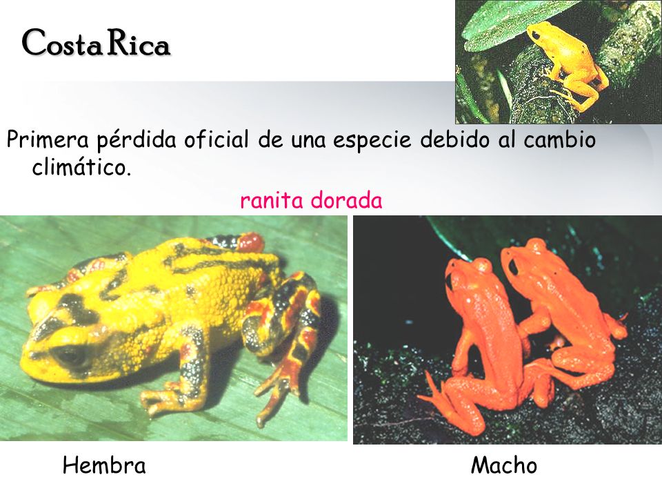 Costa Rica Primera pérdida oficial de una especie debido al cambio climático.