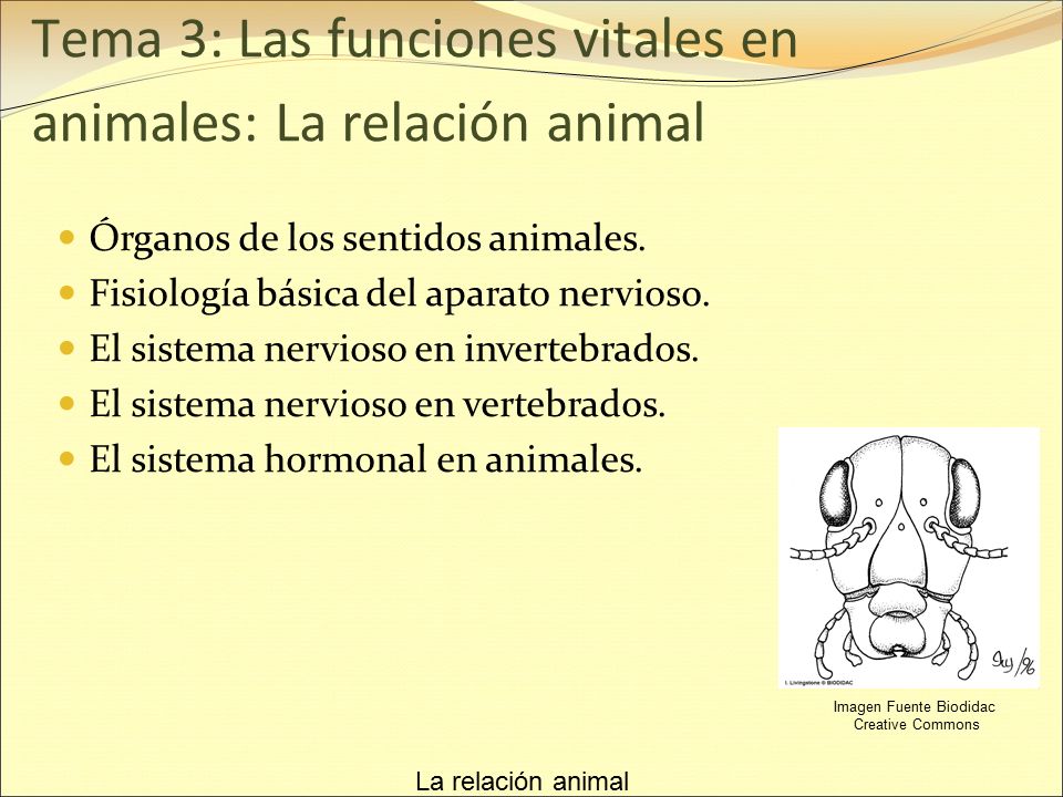 Tema 3: Las funciones vitales en animales: La relación animal