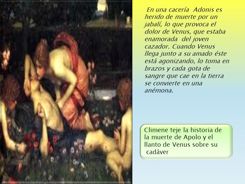 En una cacería Adonis es herido de muerte por un jabalí, lo que provoca el dolor de Venus, que estaba enamorada del joven cazador. Cuando Venus llega junto a su amado éste está agonizando, lo toma en brazos y cada gota de sangre que cae en la tierra se convierte en una