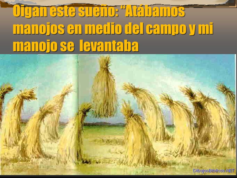 Oigan este sueño: Atábamos manojos en medio del campo y mi manojo se levantaba