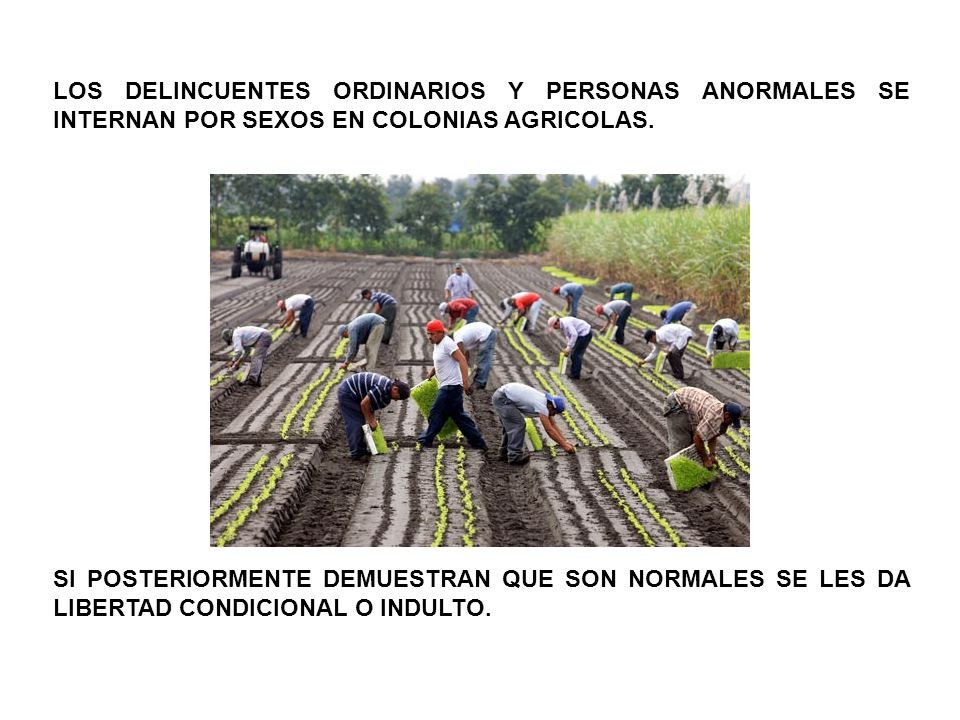 LOS DELINCUENTES ORDINARIOS Y PERSONAS ANORMALES SE INTERNAN POR SEXOS EN COLONIAS AGRICOLAS.