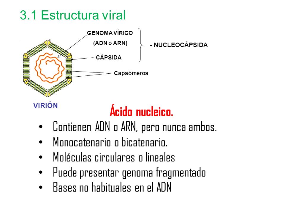 Contienen ADN o ARN, pero nunca ambos. Monocatenario o bicatenario.