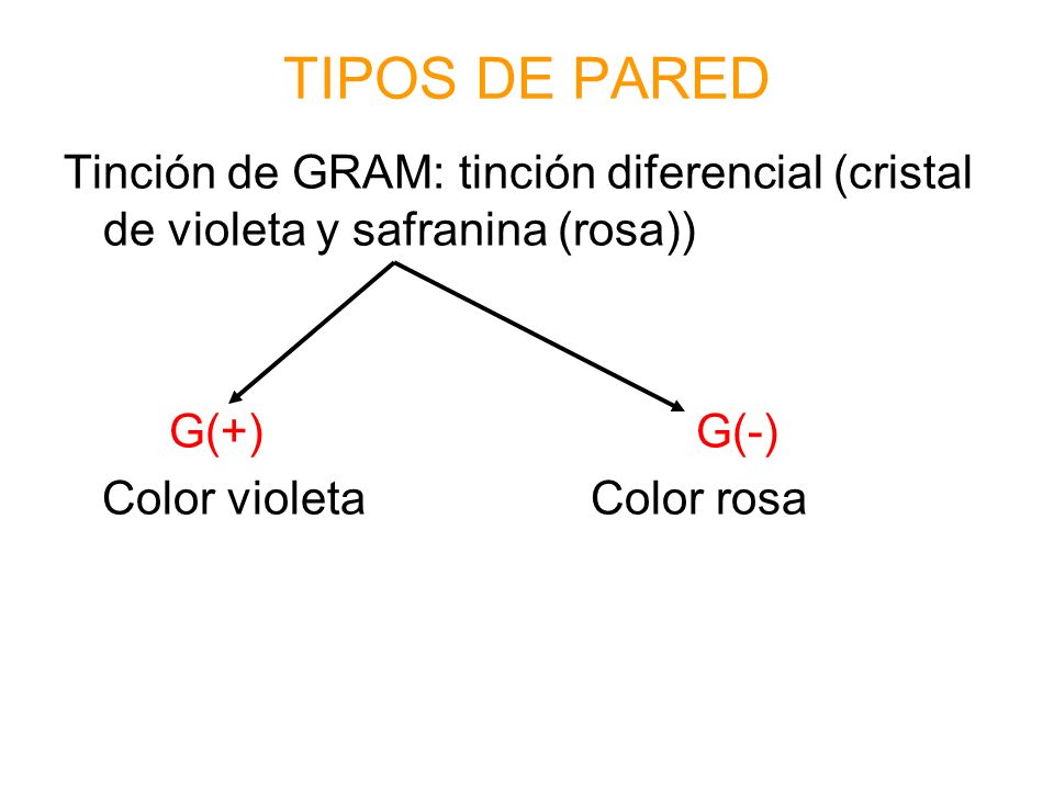 TIPOS DE PARED Tinción de GRAM: tinción diferencial (cristal de violeta y safranina (rosa)) G(+) G(-)