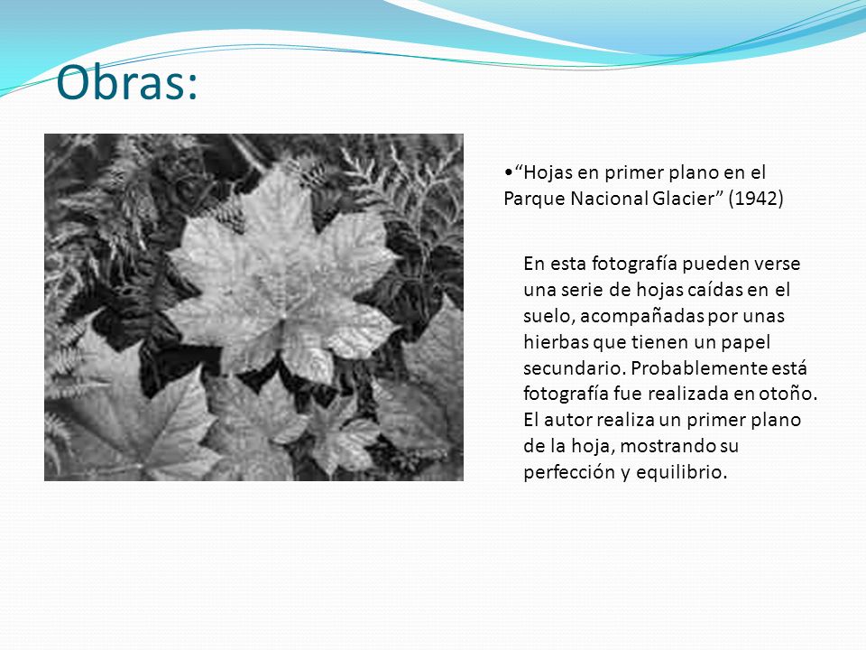 Obras: Hojas en primer plano en el Parque Nacional Glacier (1942)