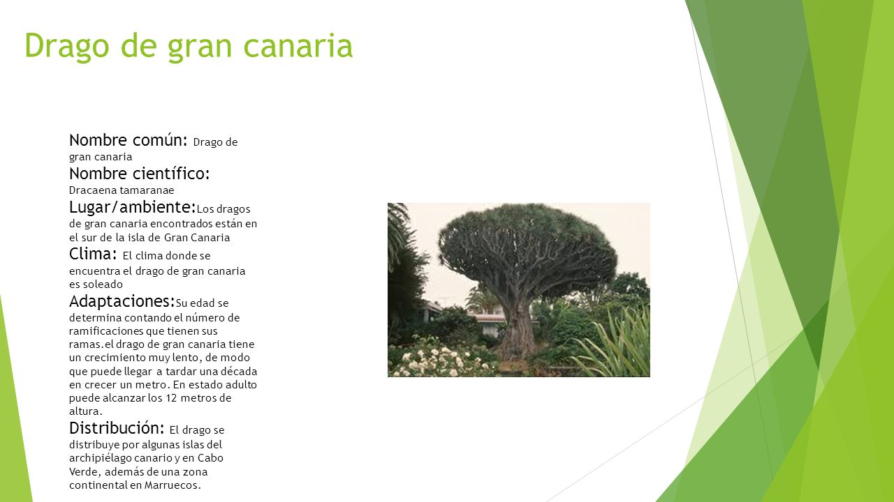 Drago de gran canaria Nombre común: Drago de gran canaria