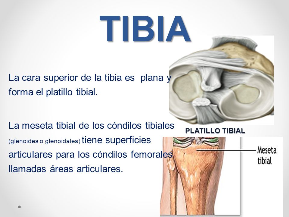 TIBIA La cara superior de la tibia es plana y forma el platillo tibial.