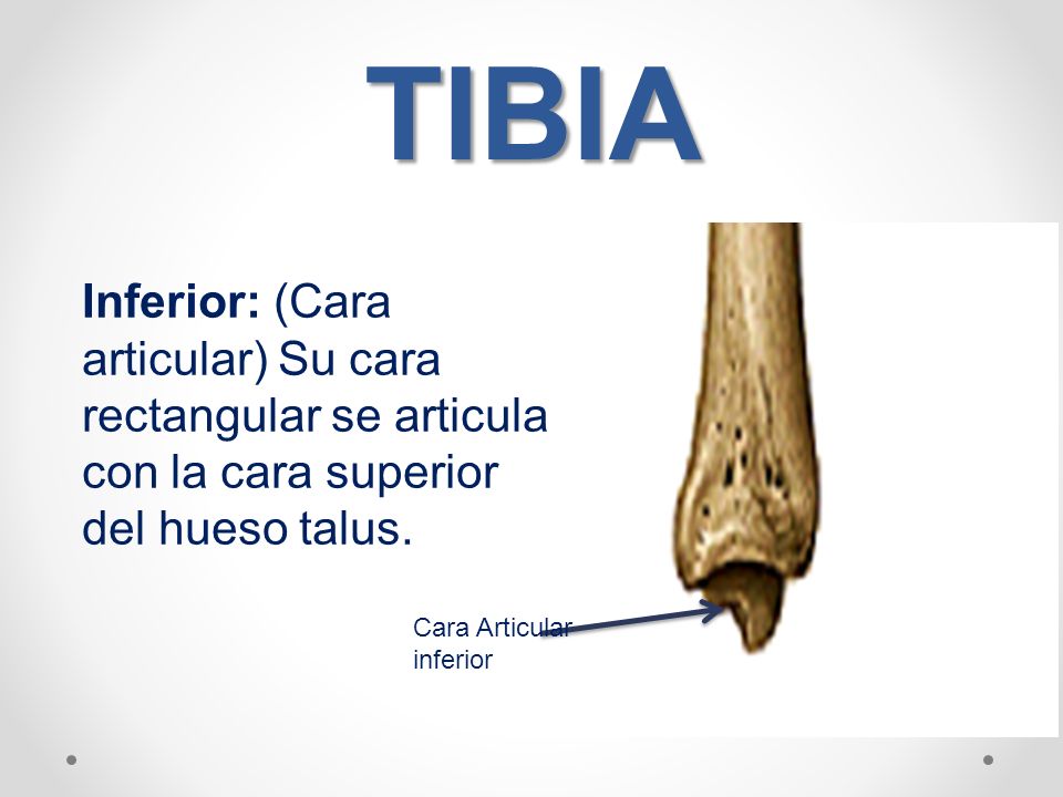 TIBIA Inferior: (Cara articular) Su cara rectangular se articula con la cara superior del hueso talus.