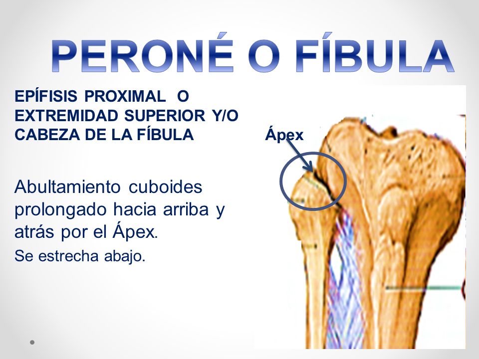 PERONÉ O FÍBULA EPÍFISIS PROXIMAL O EXTREMIDAD SUPERIOR Y/O CABEZA DE LA FÍBULA. Abultamiento cuboides prolongado hacia arriba y atrás por el Ápex.