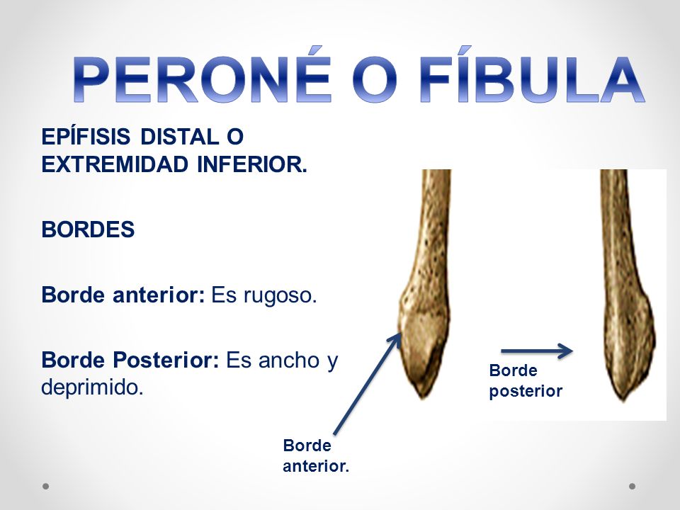 PERONÉ O FÍBULA EPÍFISIS DISTAL O EXTREMIDAD INFERIOR. BORDES Borde anterior: Es rugoso. Borde Posterior: Es ancho y deprimido.
