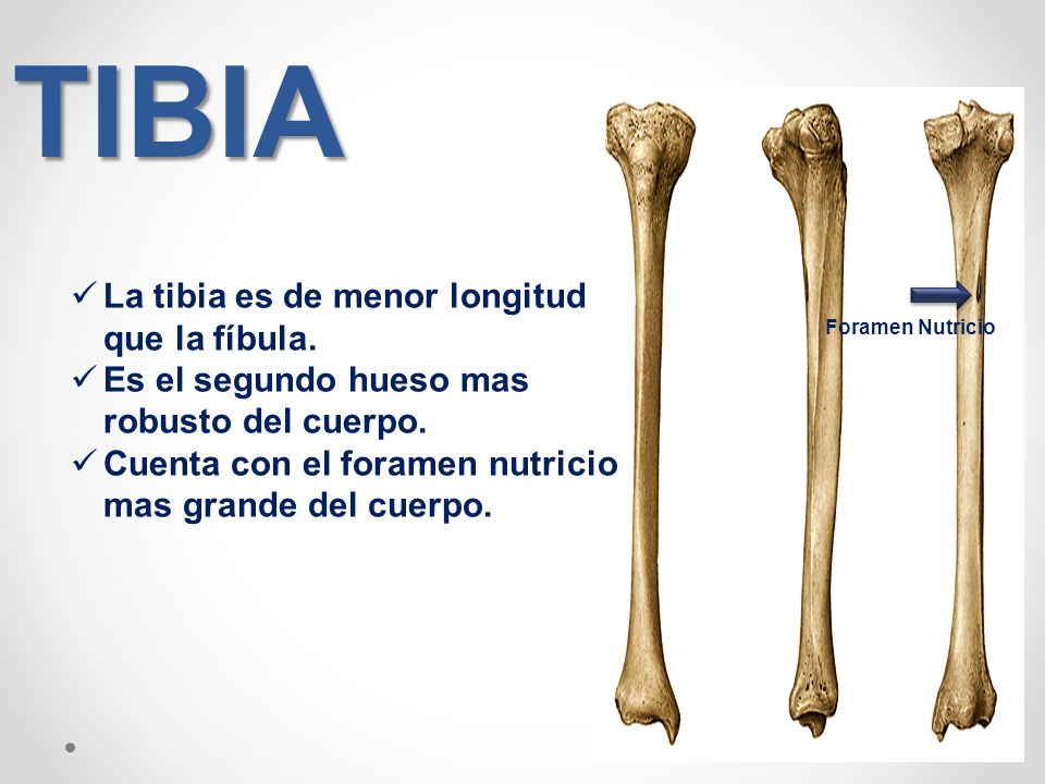 TIBIA La tibia es de menor longitud que la fíbula.