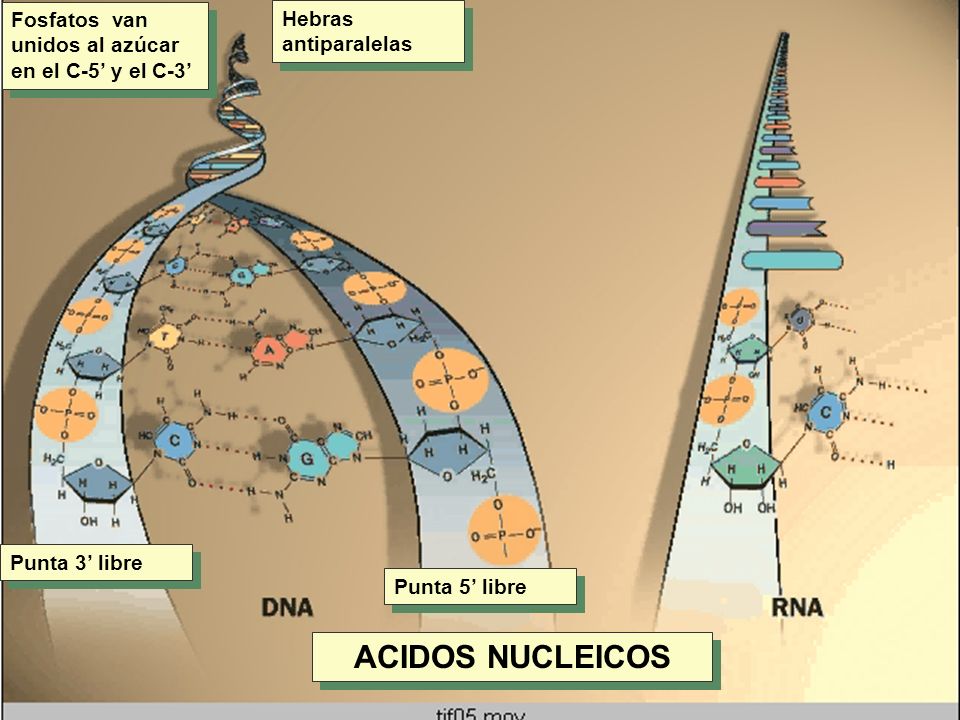 ACIDOS NUCLEICOS Fosfatos van unidos al azúcar en el C-5’ y el C-3’