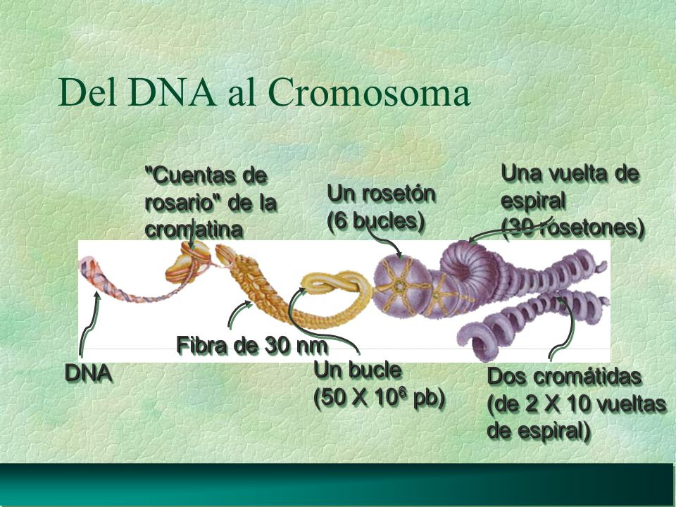 Del DNA al Cromosoma Una vuelta de Cuentas de espiral rosario de la