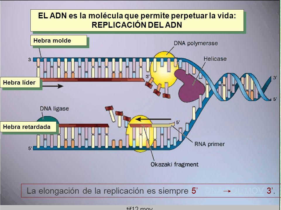 La elongación de la replicación es siempre 5’ DNA POL.MOV 3’.