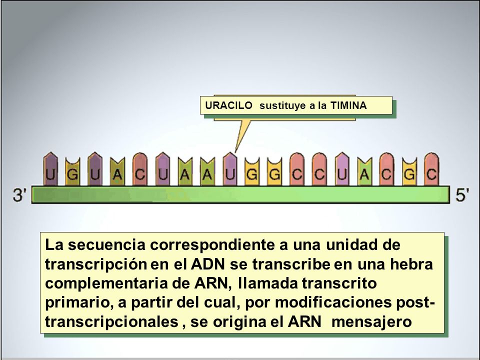 URACILO sustituye a la TIMINA