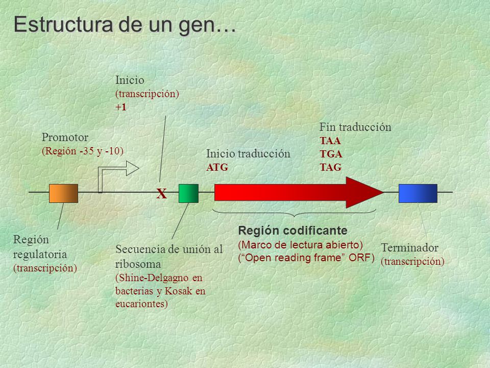 Estructura de un gen… X Inicio Fin traducción Promotor