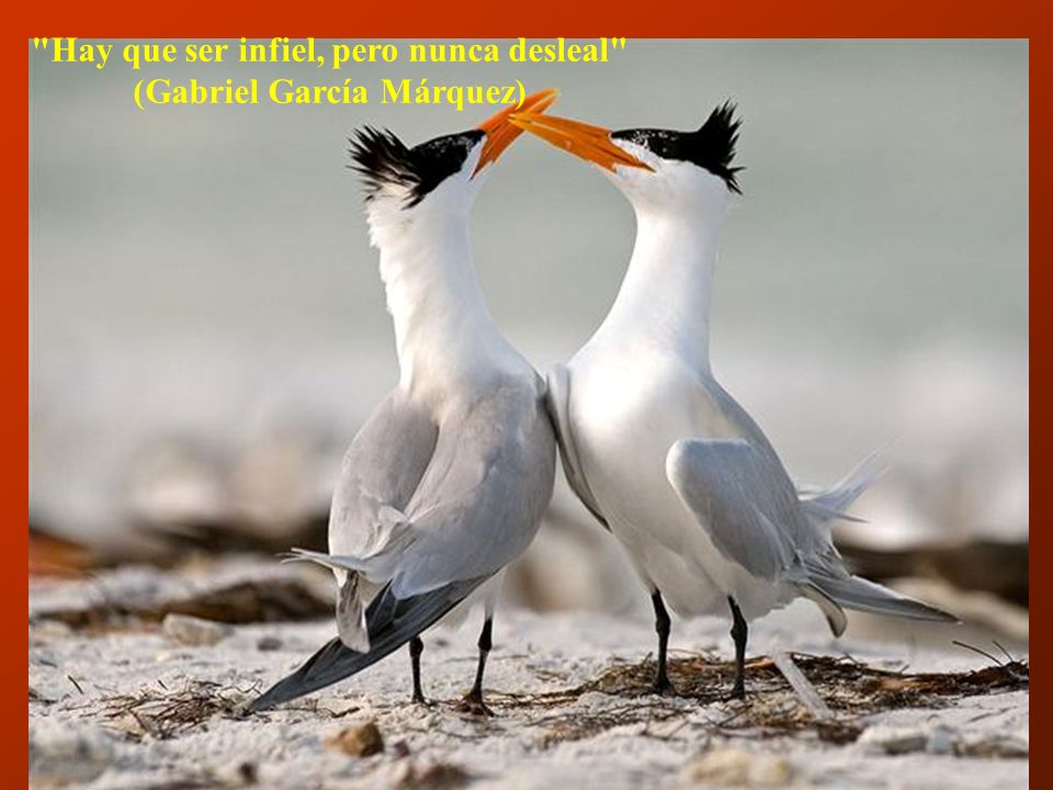 Hay que ser infiel, pero nunca desleal (Gabriel García Márquez)