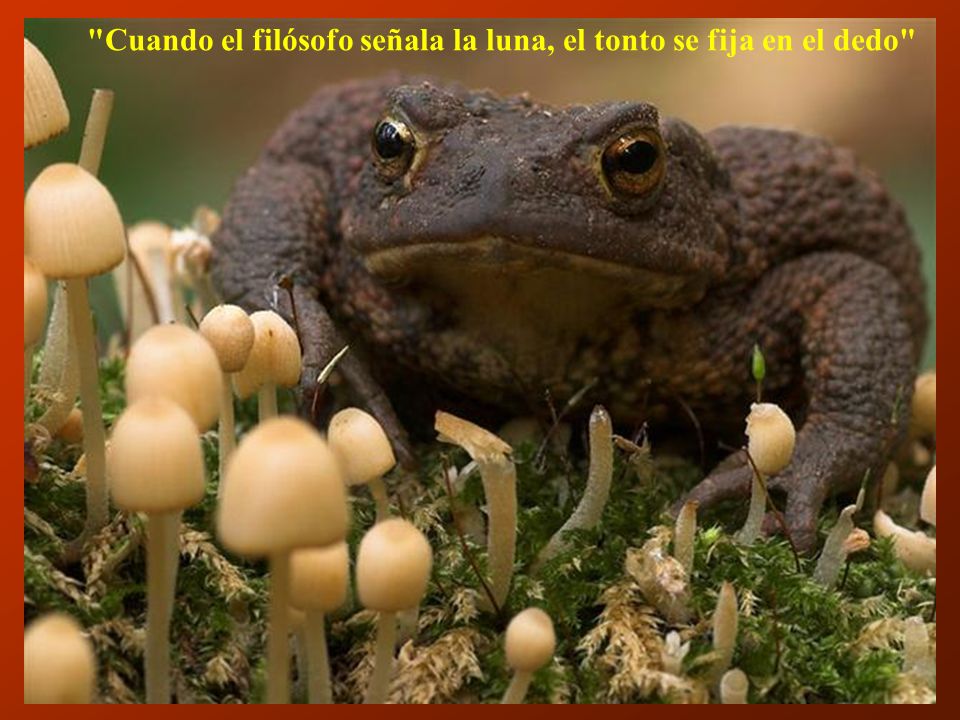 Cuando el filósofo señala la luna, el tonto se fija en el dedo