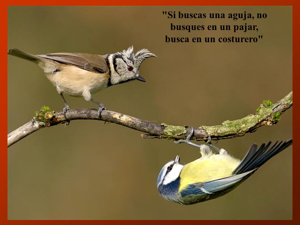 Si buscas una aguja, no busques en un pajar, busca en un costurero