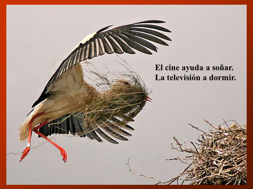 El cine ayuda a soñar. La televisión a dormir.