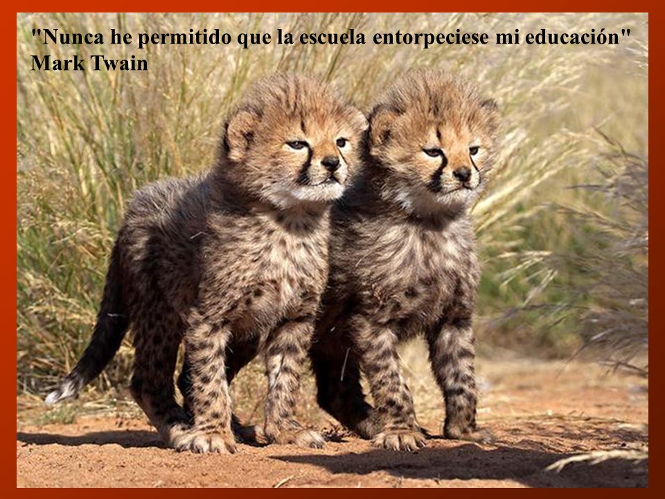 Nunca he permitido que la escuela entorpeciese mi educación Mark Twain