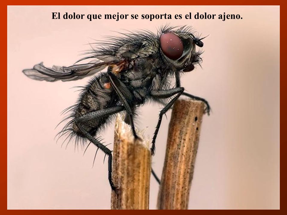 El dolor que mejor se soporta es el dolor ajeno.